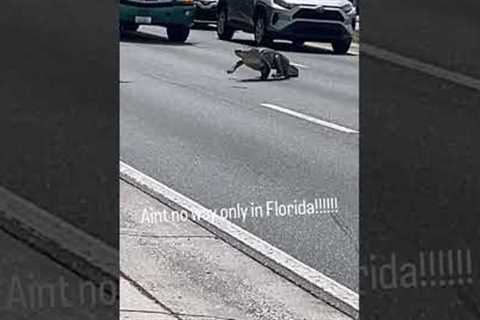 Florida Alligator Stops Traffic #Alligator #Florida #Wildlife