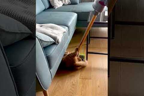 Cute Kitty Goes For A Ride On Vacuum #Cat #Kitten #FunnyCat