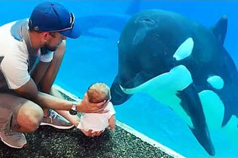 Orca Curious About New Born Baby 😂 Funniest ANIMALS Videos 2025