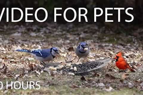 Squirrels, Blue Jays, Cardinals and Backyard Birds - 10 Hour Cat TV for Pets 🐱 - Apr 17, 2025
