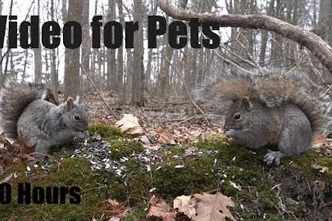 Wild Squirrels of the Forest - 10 Hour Relaxing Video for Pets and People - Cat TV 😺  - Apr 18, 2025