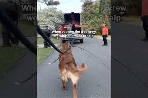 Golden Retriever Brings Stick to Tree Crew to Help #Dog #GoldenRetriever#DogLife