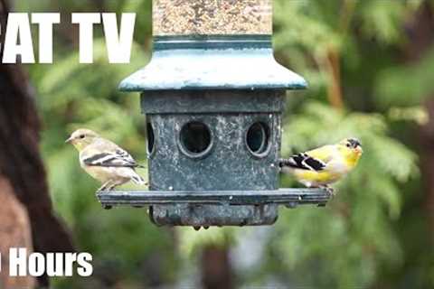 Yellow Finches and Birds to Brighten up Your Day - 10 Hour Cat TV for Pets to Watch 😺 - Apr 19, 2025