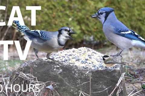 Sunday Morning Brunch for Birds, Squirrels and Chipmunks - 10 hour Cat TV for Pets - Apr 20, 2025