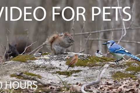 Cat TV for Pets to Watch 😺 - 10 Hours of Birds, Squirrels and Forest Friends - Apr 21, 2025