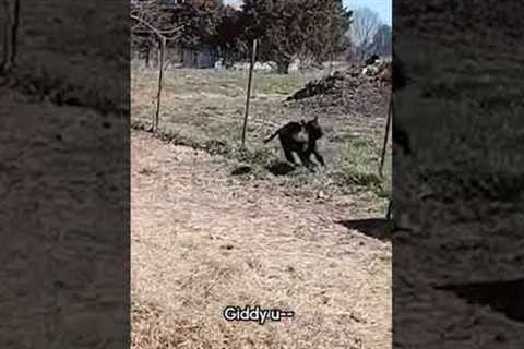Excited Baby Cow Runs Right Into Fence At Farm #Cow #Funny #BabyAnimals