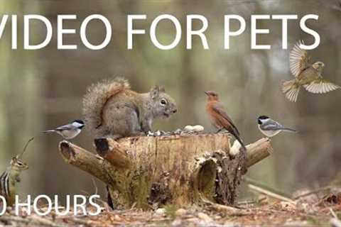 Red Squirrels, Blue Jays, Birds and Forest Friends - 10 Hour Cat TV for Pets 😺 - Apr 23, 2025