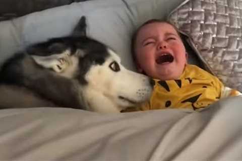 When your big brother is a Husky 🤣