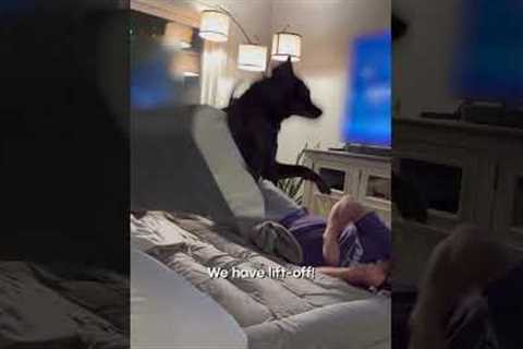 Crazy Critters | FUNNIEST Pets of the Month