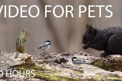Cardinals, Jays, Squirrels and Forest Friends - 10 Hour Video for Pets and People - Apr 24, 2025