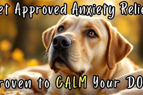 I Played This and My Dog Immediately Relaxed - Scientifically Proven to Calm them in Minutes