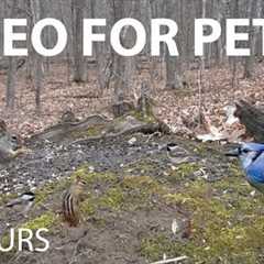 Chipmunks, Birds and Squirrels in the Forest - 10 Hour Video for Pets and People - May 01, 2025