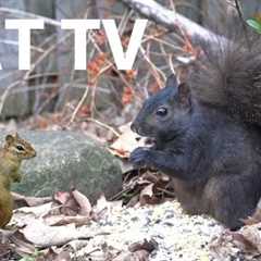 Chipmunks and Squirrels Foraging for Food - 10 Hour Cat TV for Pets to Watch 😺 - Apr 30, 2025