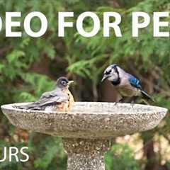 Robins, Jays and Birds Splashing in the Birdbath - 10 Hour Cat TV for Pets 😺 - May 02, 2025