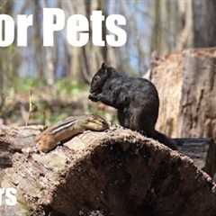 Saturday Morning Cartoons for Pets - 10 hour Forest Friends Edition - Cat TV 😺 - May 03, 2025