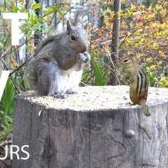 Sunday Morning Brunch for Squirrels and Chipmunks - 10 Hour Cat TV for Pets 😺 - May 04, 2025