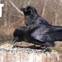 Cat TV for Pets to Watch 😺 - 10 Hours of Chickadees, Ravens, Red Squirrels and More! - Apr 27, 2025