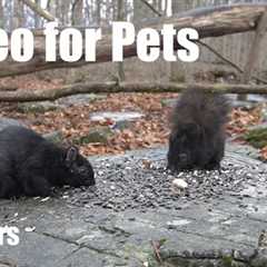 Beautiful Animals in a Canadian Forest - 10 hour Cat TV for Pets to Watch 😺 - May 05, 2025