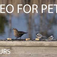 Beautiful Birds by the Water - 10 Hour Video for Pets and People to Watch 😺 - May 06, 2025