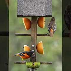 The Baltimore Orioles are Back! #shorts #birds