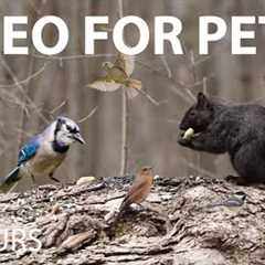 Saturday Morning Cartoons for Pets - 10 hour Forest Friends Edition - Cat TV 😺 - May 10, 2025