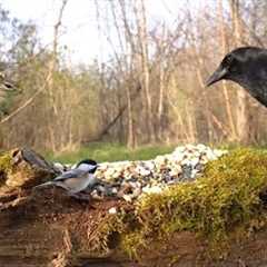 Ravens, Rabbits, Red Squirrels and More - 10 hour Cat TV for Pets to Watch 😺 - May 11, 2025