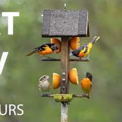 Baltimore Orioles and Beautiful Backyard Birds - 10 hour Cat TV for Pets to Watch 😺 - May 12, 2025