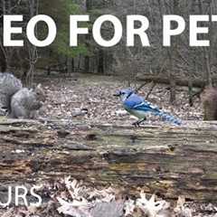 Cat TV for Pets and People to Watch 😺 - 10 Hours of Squirrels and Forest Friends - May 13, 2025