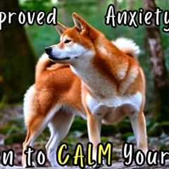 My Anxious Dog Relaxed Immediately Watching This – I Couldn't Believe It Worked
