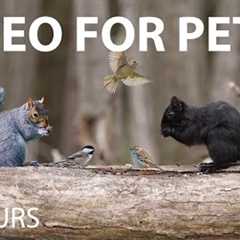 Black Squirrels, Woodpeckers and Forest Friends - 10 hour Cat TV for Pets 😺 - May 14, 2025