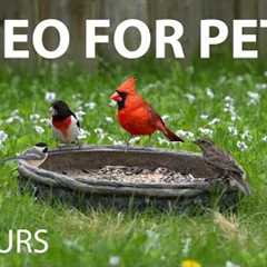Red-Breasted Grosbeaks and Backyard Birds in Beautiful Flowers - 10 Hour Cat TV 😺  - May 15, 2025