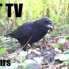 Saturday Morning Cartoons for Pets - 10 Hours of Ravens, Jays, Chipmunks and More - May 17, 2025
