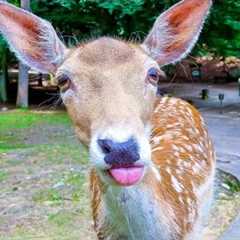 Funniest ANIMALS Videos 2025 That Will Make You LOL