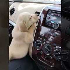He's just like me in the summer! 🥵 (Via - Nilesh H.) #Dog #Puppy #YellowLab