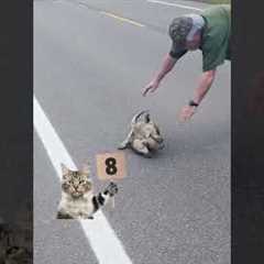 Judgy Cat Is Shell-Shocked