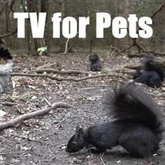 A Scurry of Squirrels and Forest Friends - 10 Hour Cat TV for Pets to Watch 😺 - May 21, 2025