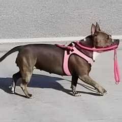 99.9% of viewers won’t get these weird dogs! 😂 Funny Dog Videos 2025