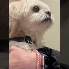 Preventing Anxiety In Pets | Pet Pointers