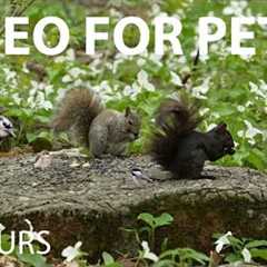 Birds, Squirrels and Chipmunks in a Forest of Flowers - 10 hour Cat TV for Pets 😺 - May 22, 2025