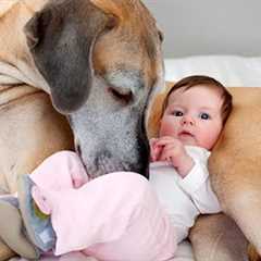 When Great Danes Wrap Little Ones In All Their Tender Love 🐶