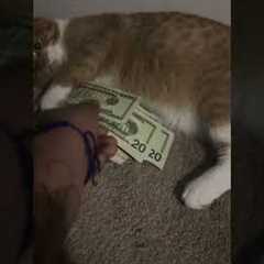 The Cat Of Greed And Money Hoarding  #OrangeCat #Cats #Funny