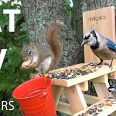 Cat TV for Pets to Watch 😺 - 10 Hours of Red Squirrels, Chipmunks and Backyard Birds - May 23, 2025