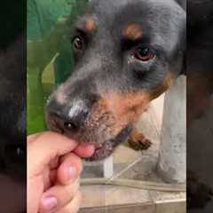 Hilarious Animal Bloopers