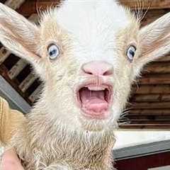 Overdramatic Goats That Will Make You Smile 🤣🐏