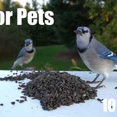 Saturday Morning Cartoons for Pets - 10 Hours of Birds, Squirrels and Chipmunks - May 24, 2025