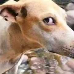 Funniest DOG Videos 2025 with Infinite Rizz 😂