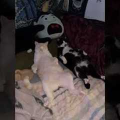Lazy Cats Have Funny Way Of Laying On Bed