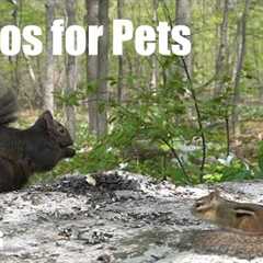 Sunday Morning Brunch for Forest Squirrels and Chipmunks - 10 Hour Cat TV for Pets - May 25, 2025