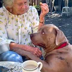 When Your Dogs and Grandparents Grow Old Together ❤️