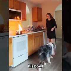 Top 10 Animal Moments